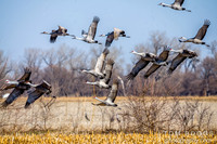 Sandhill Crane