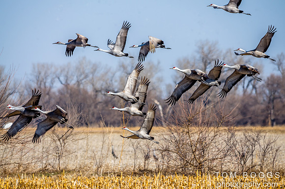 Sandhill Crane