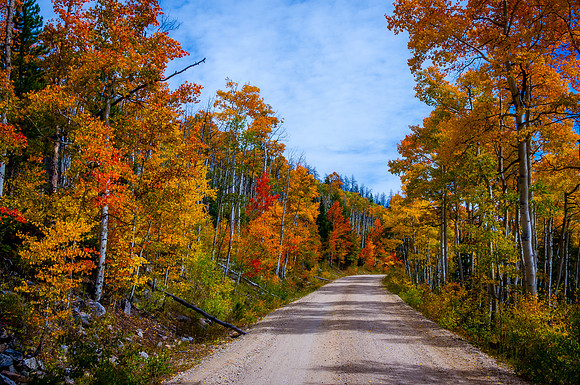 Fall Foliage Road