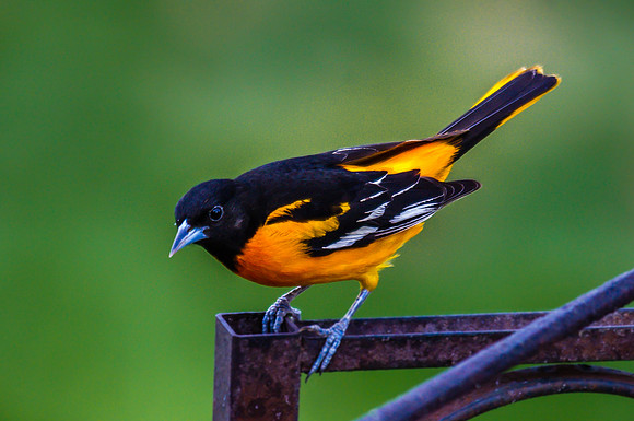 Baltimore Oriole