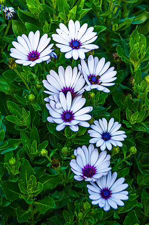Polar Star Daisy
