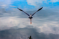 Wildlife