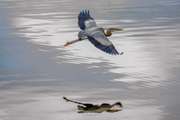 Blue Heron Reflection