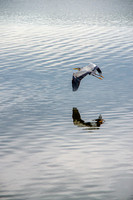 Blue Heron Flight