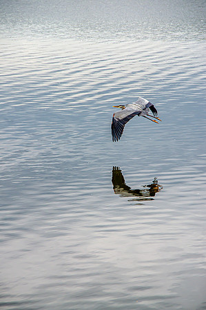 Blue Heron Flight
