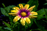 African Daisy