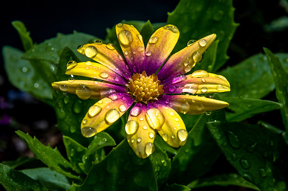 African Daisy