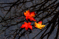 Fall Trio