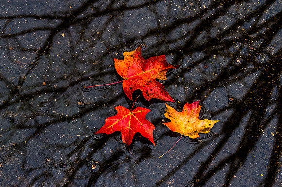 Fall Trio
