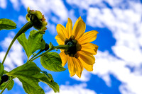 Sky Flower