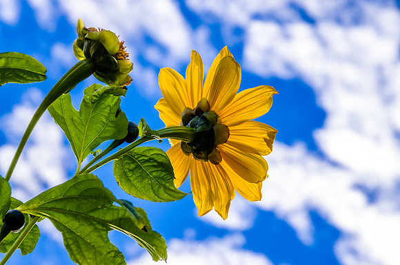 Sky Flower