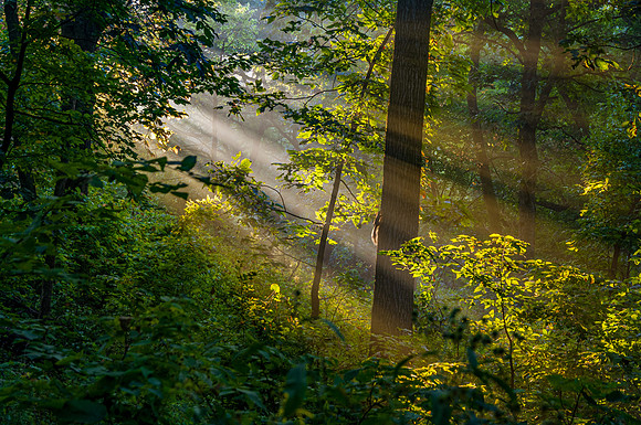 Morning Forest Light