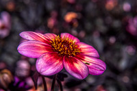 Pink Flower Sunrise