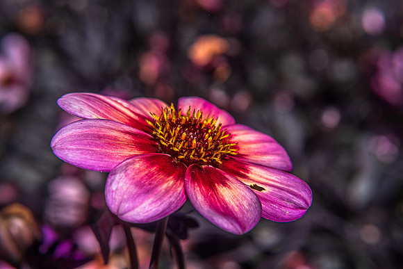 Pink Flower Sunrise
